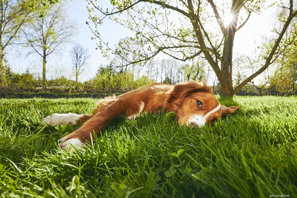 Hondenconstipatie:oorzaken en hoe te helpen