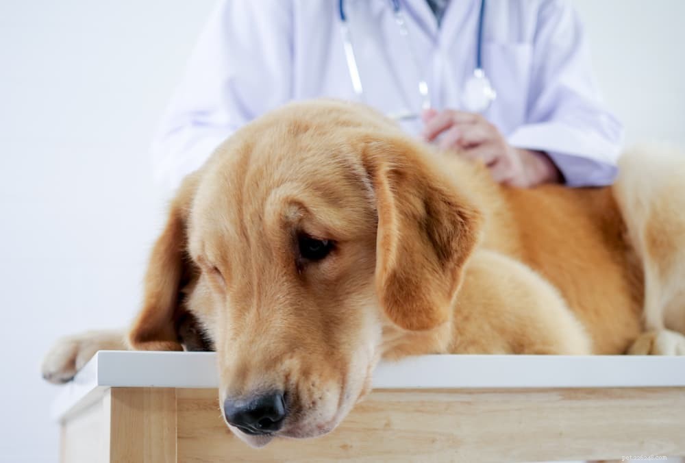 Hundförstoppning:orsaker och hur man kan hjälpa