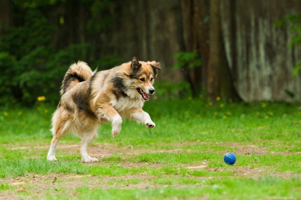 Hondenconstipatie:oorzaken en hoe te helpen