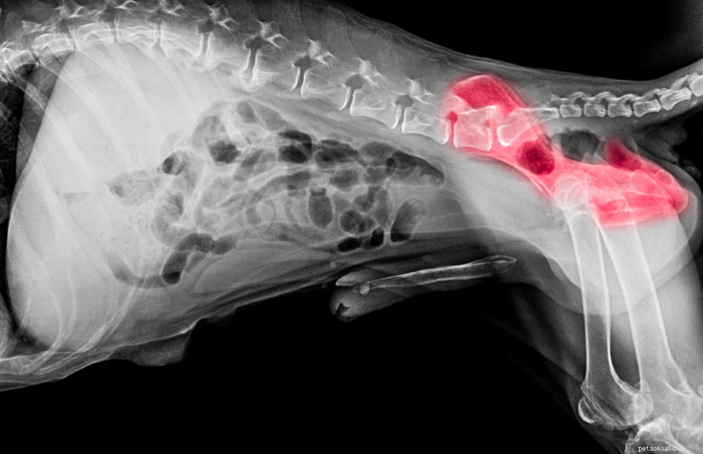 10 hondenrassen die vatbaar zijn voor heupdysplasie