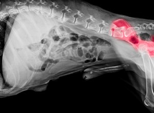 10 hundraser som är benägna att drabbas av höftledsdysplasi