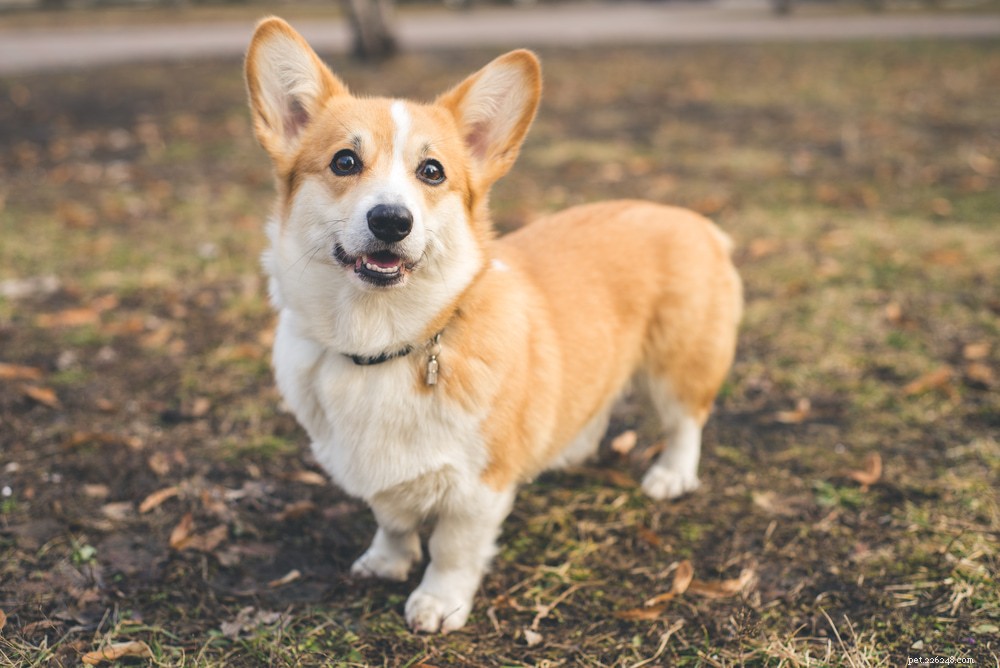10 hondenrassen die vatbaar zijn voor heupdysplasie