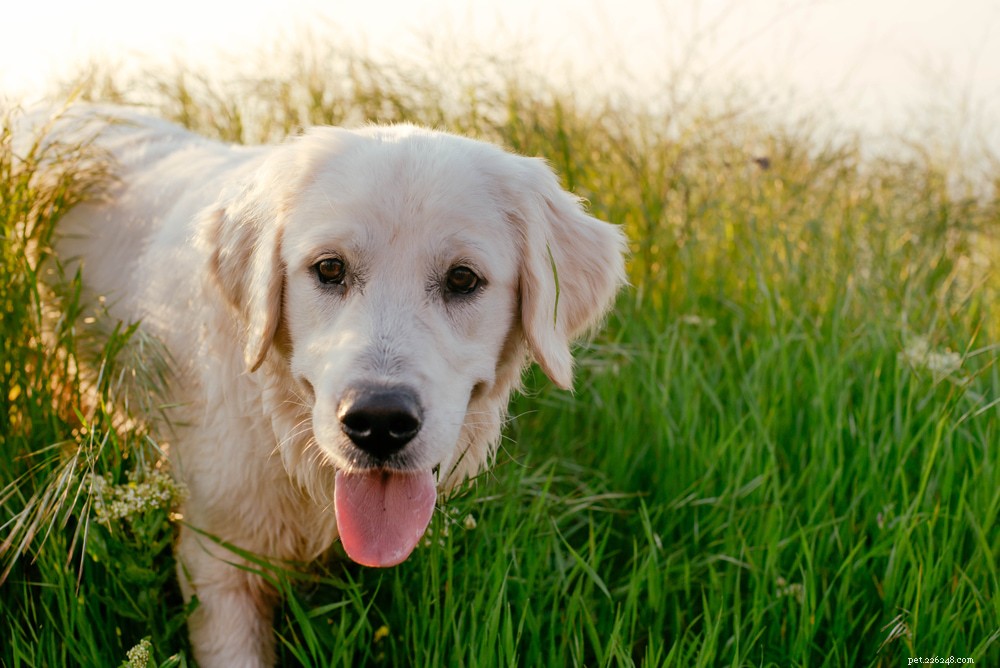 10 races de chiens sujettes à la dysplasie de la hanche
