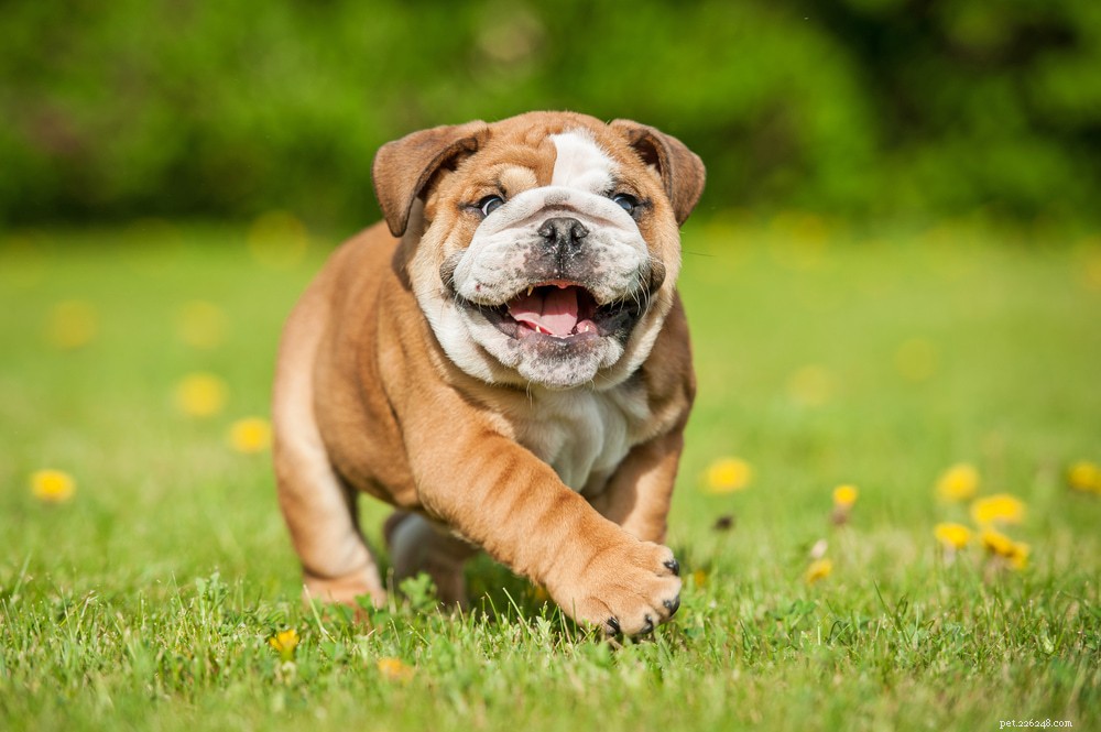 10 raças de cães propensas a displasia da anca
