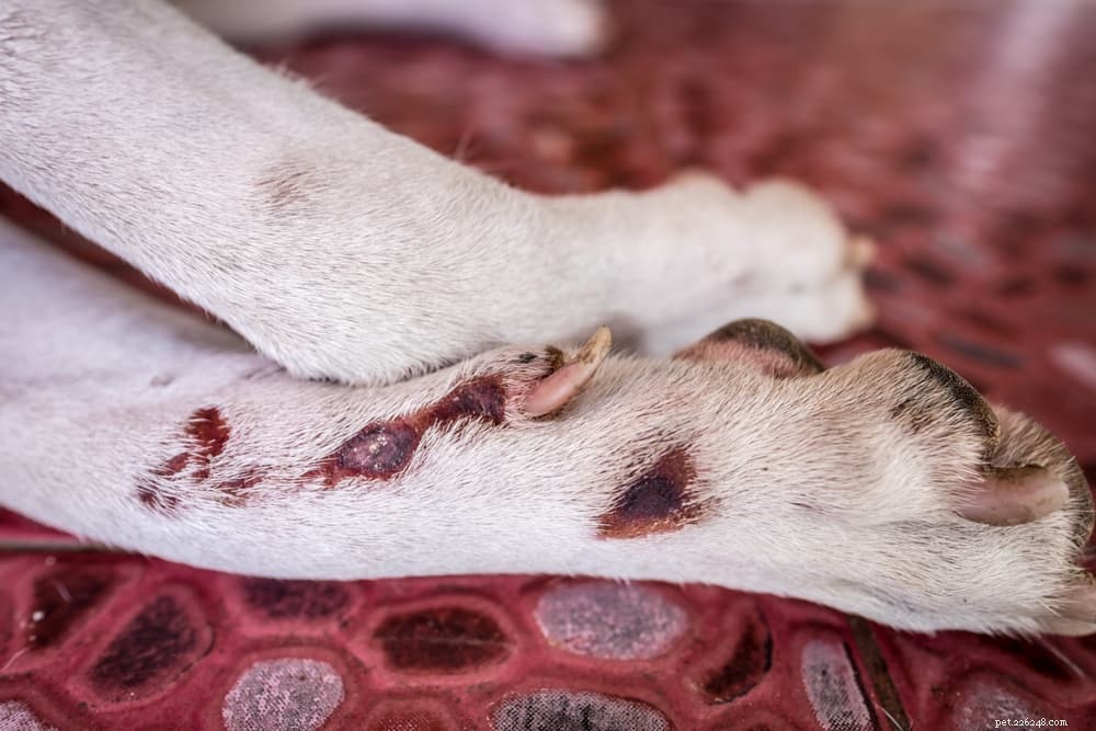 Akrální lízací dermatitida (lizový granulom) u psů