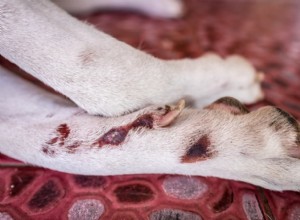 犬のAcralLick皮膚炎（Lick Granuloma） 