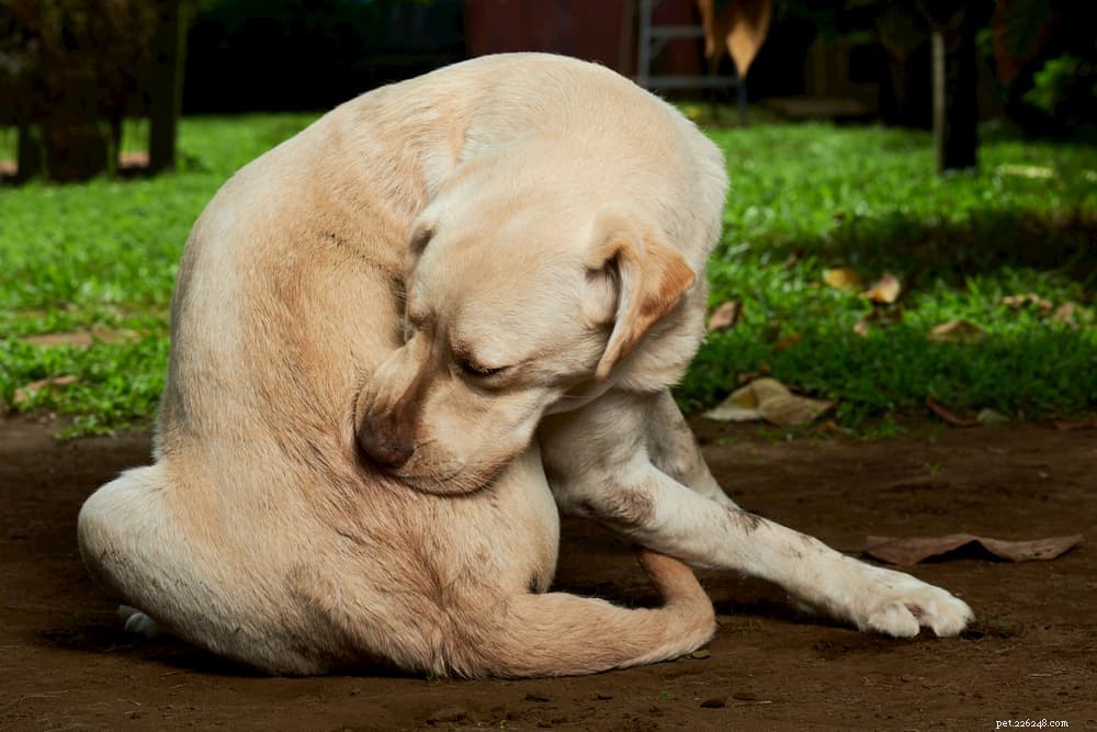 Акральный вылизывающий дерматит (гранулема вылизывания) у собак