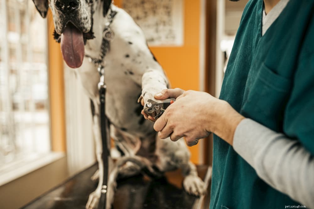 Dermatite de léchage acrale (granulome de léchage) chez le chien