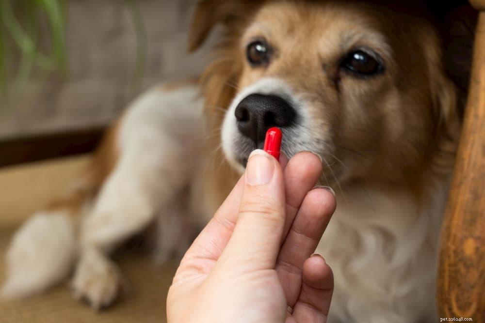 Акральный вылизывающий дерматит (гранулема вылизывания) у собак