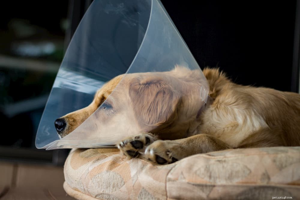 Dermatite por lambedura (granuloma por lambedura) em cães