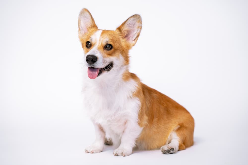 Anaalklieren bij honden:alles wat u moet weten