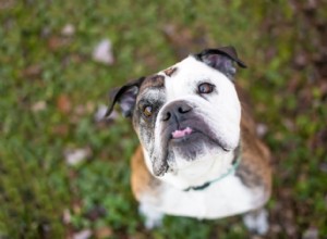 Собачьи челюсти:все, что вам нужно знать
