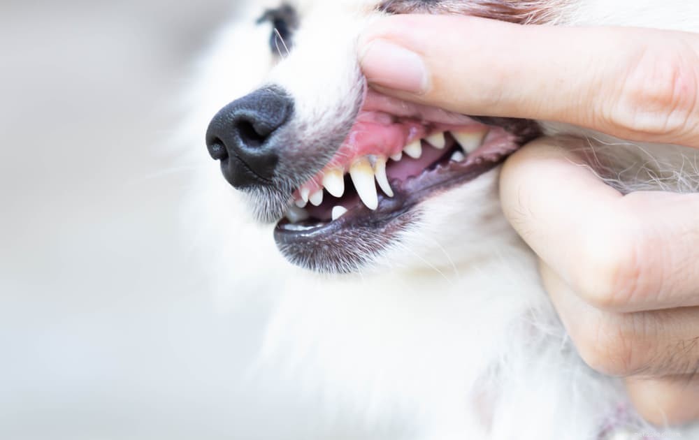 Собачьи челюсти:все, что вам нужно знать