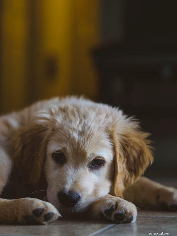 7 snadných způsobů, jak zvládnout kvasinkové infekce u psů