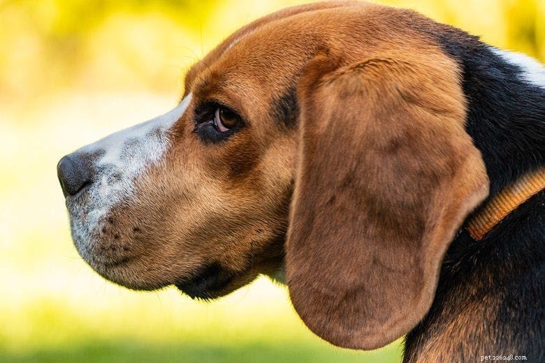 犬のイースト菌感染症を管理する7つの簡単な方法 