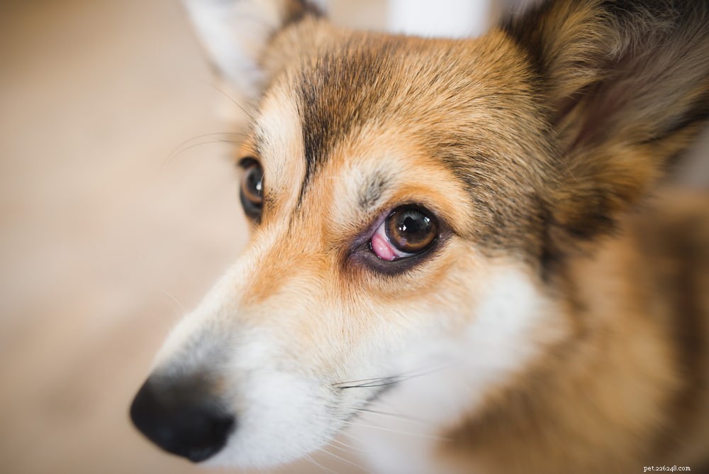 Olho de cereja em cães