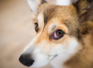 Olho de cereja em cães