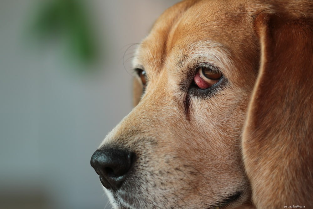Вишневый глаз у собак