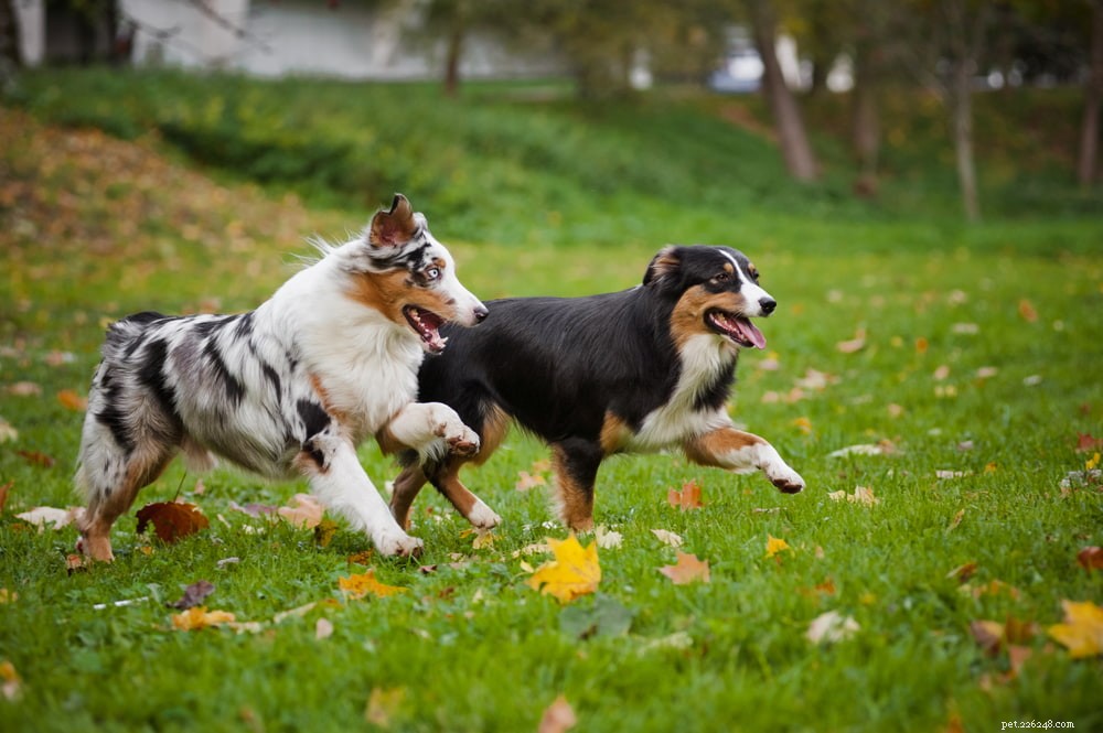 5 problemas comuns de quadril em cães