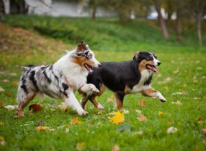 5 problemas comuns de quadril em cães