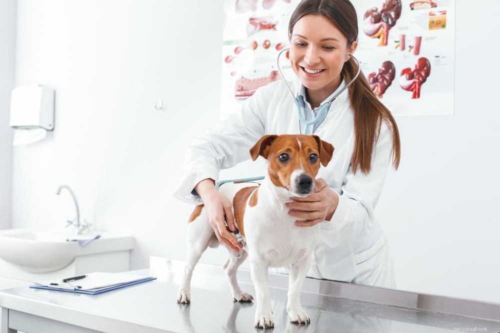 5 распространенных проблем с тазобедренным суставом у собак