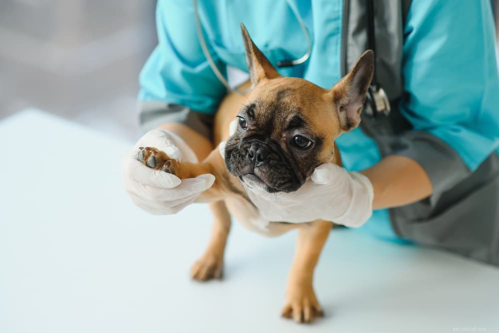 Luxating Patella in Dogs