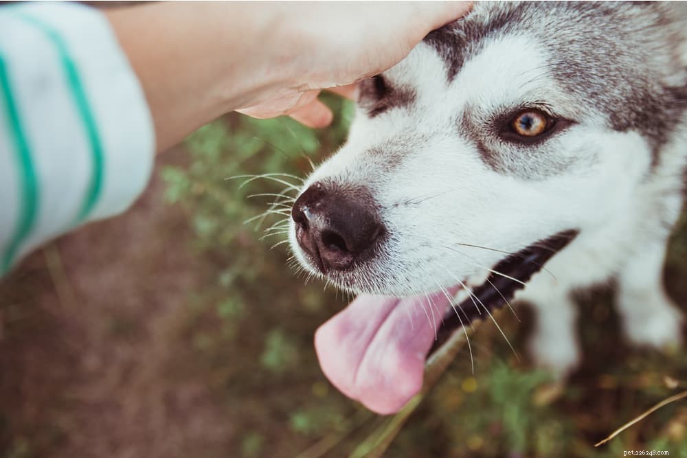 Nariz seco de cachorro:causas e como ajudar