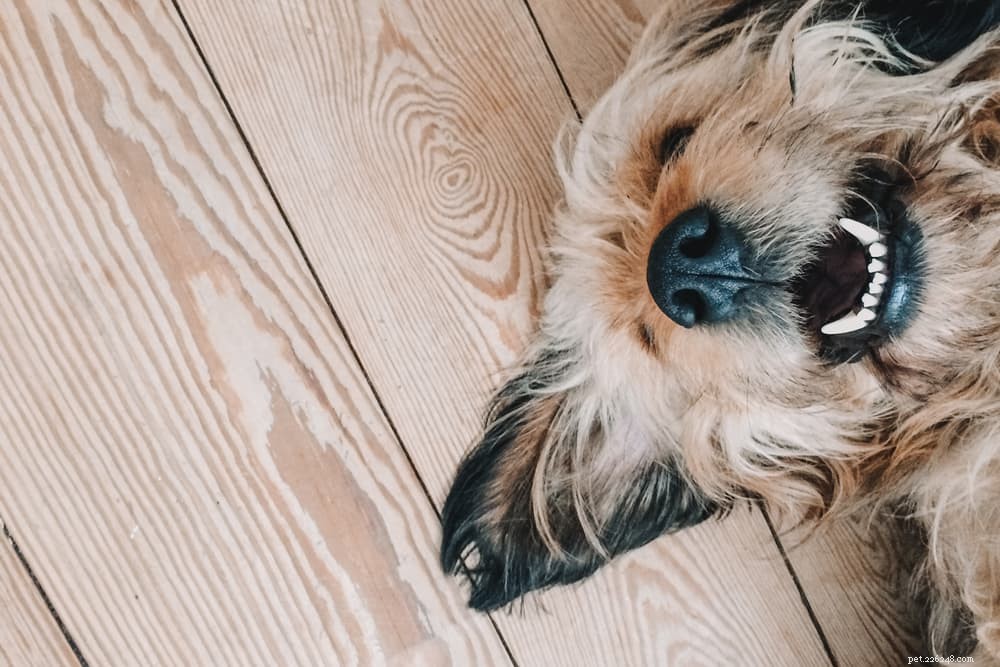 Droge neus bij honden:oorzaken en hoe te helpen