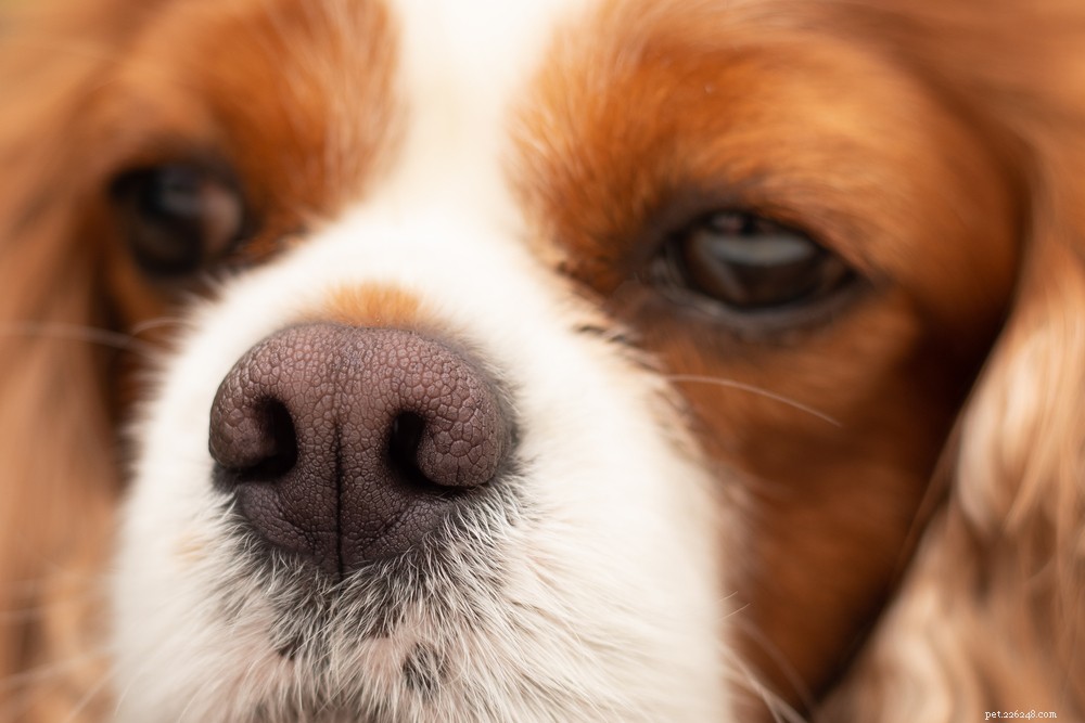 Naso secco del cane:cause e come aiutare