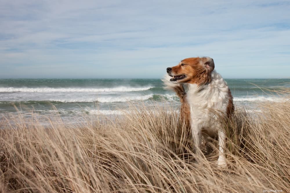 Nariz seco de cachorro:causas e como ajudar