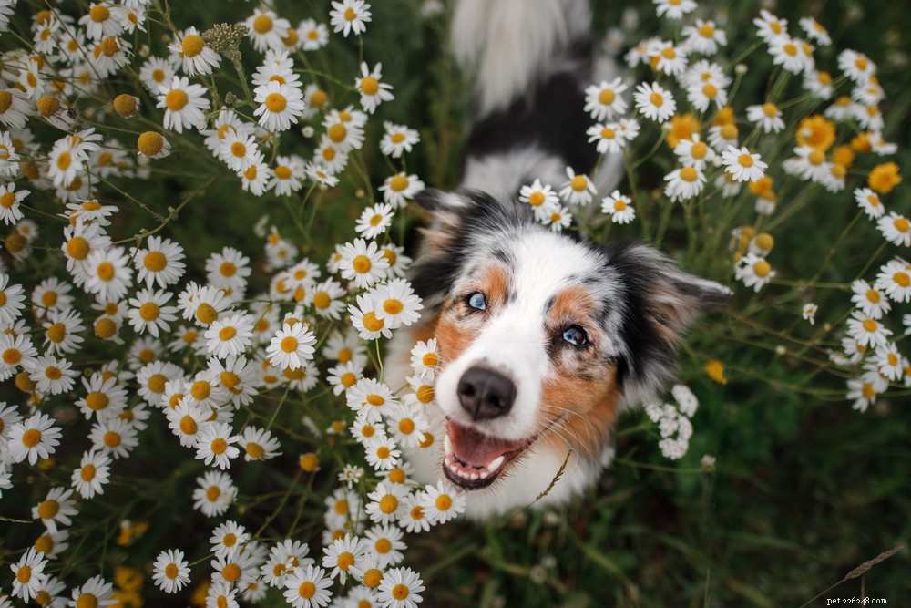 Сухой нос у собак:причины и как помочь
