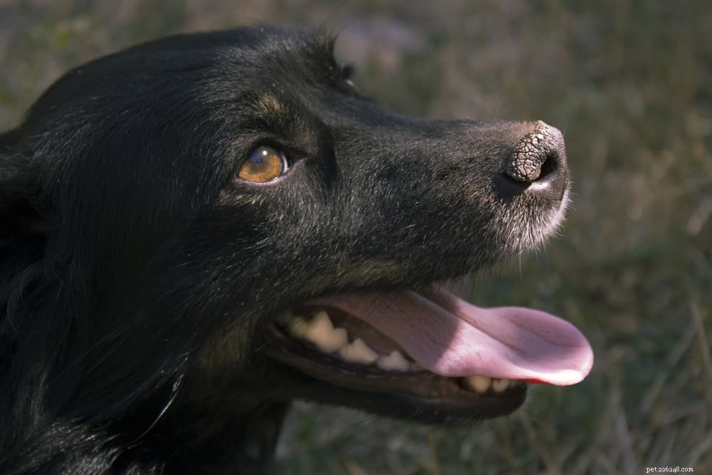 Naso secco del cane:cause e come aiutare