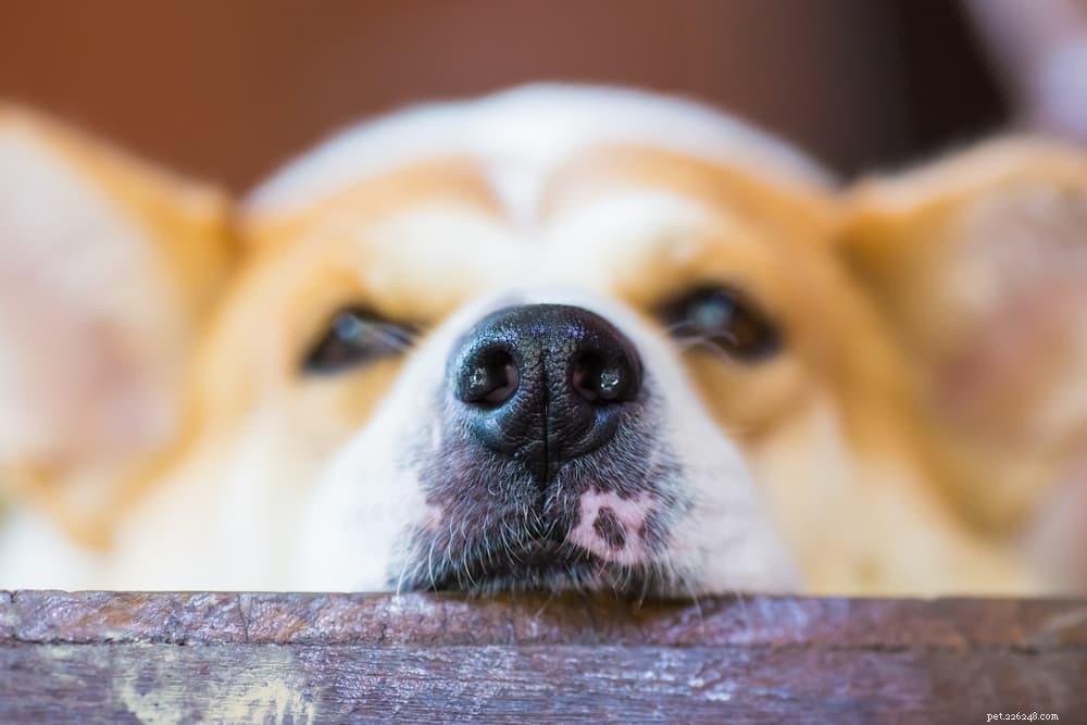 犬の乾いた鼻：原因と助け方 