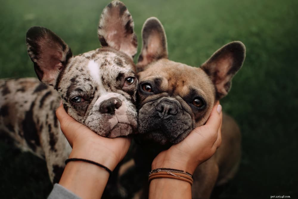 Зрение собаки:все факты, которые вам нужно знать