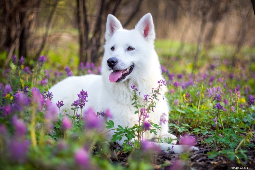 Hondenvisie:alle feiten die u moet weten