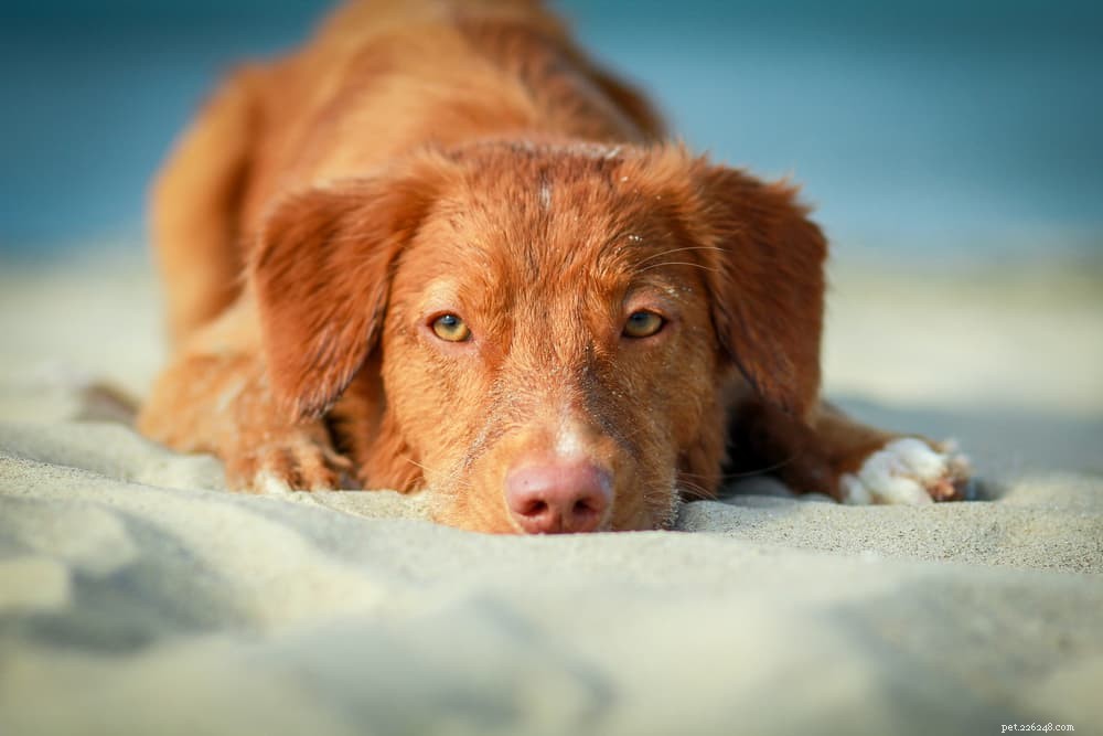 Hondenvisie:alle feiten die u moet weten
