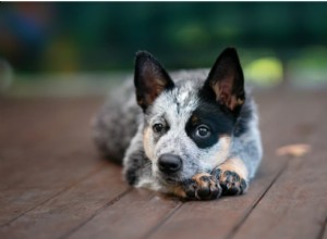 Lesões de Dewclaw em cães:tudo o que você precisa saber