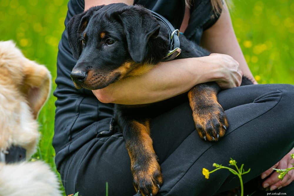 Травмы прибылых пальцев у собак:все, что вам нужно знать