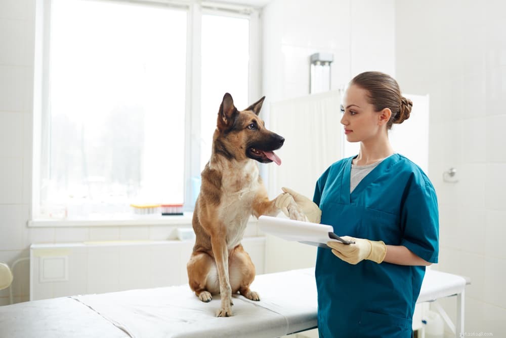 Zranění psích paspárků:Vše, co potřebujete vědět