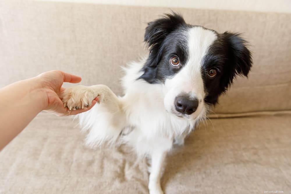 Lesioni da sperone del cane:tutto ciò che devi sapere