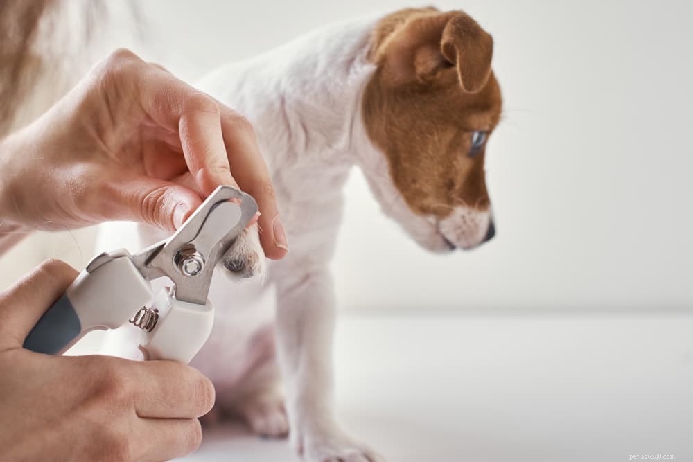 Lesões de Dewclaw em cães:tudo o que você precisa saber