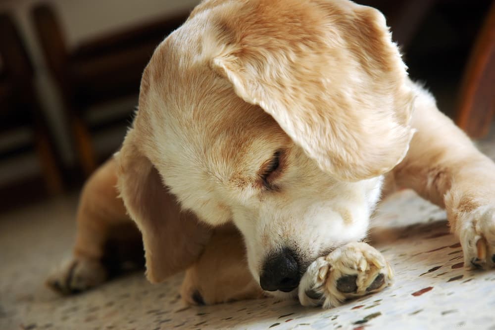 Zranění psích paspárků:Vše, co potřebujete vědět