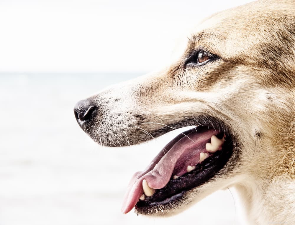 Problémy psích zubů:abscesy, infekce, čipy a další