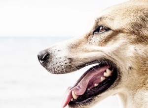Problem med hundtänder:bölder, infektioner, flisor och mer