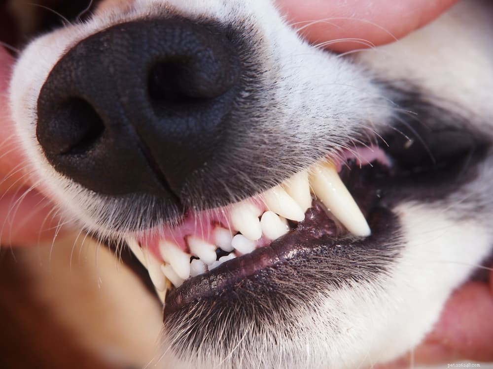 Problèmes de dents de chien :abcès, infections, puces, etc.