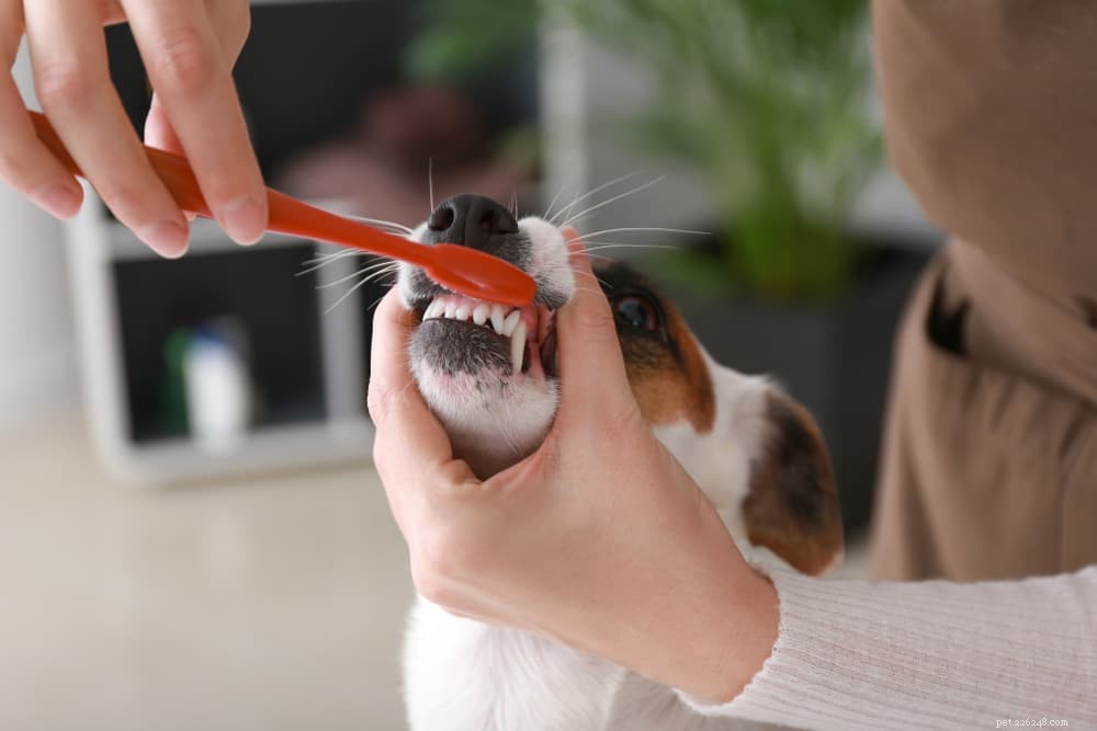 Problémy psích zubů:abscesy, infekce, čipy a další