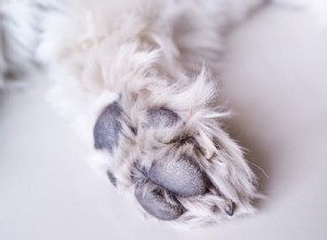 Hyperkératose des pattes de chien