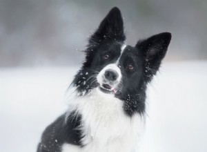 Hipotermia em cães