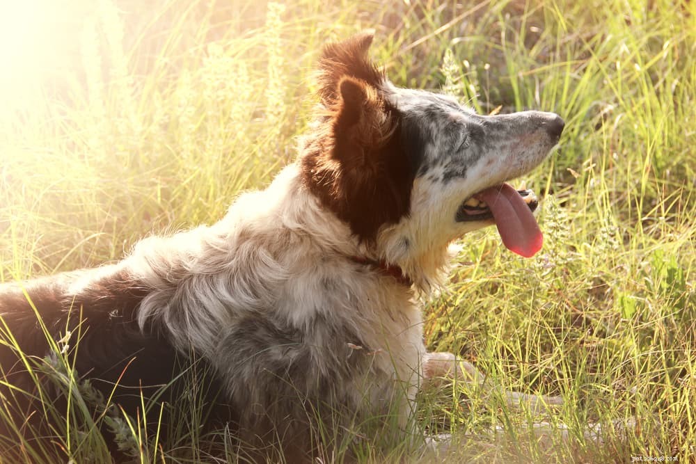 通常の犬の体温：それは何であり、それを取る方法 