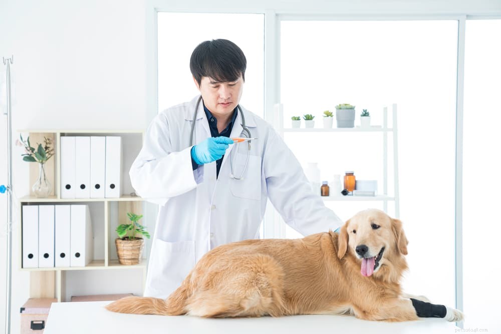 Нормальная температура у собак:что это такое и как ее измерять